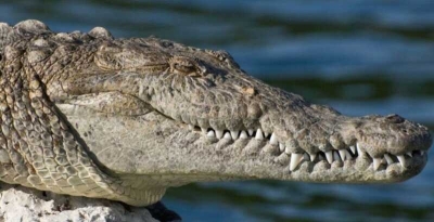 Гигантский крокодил выбрался из квартиры в многоэтажном здании в Туле